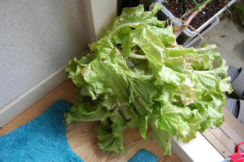 ベランダ菜園 