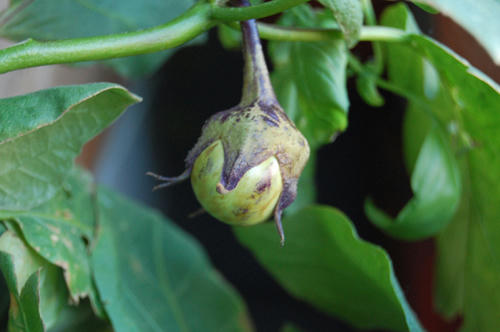 ベランダ菜園 