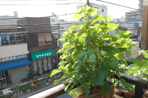ベランダ菜園 
