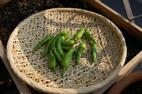 ベランダ菜園 