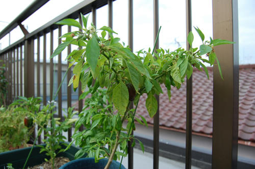 ベランダ菜園 