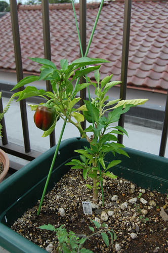 ベランダ菜園 