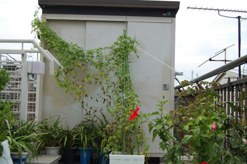 ベランダ菜園 