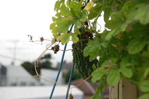 ベランダ菜園 