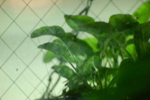 ベランダ菜園 