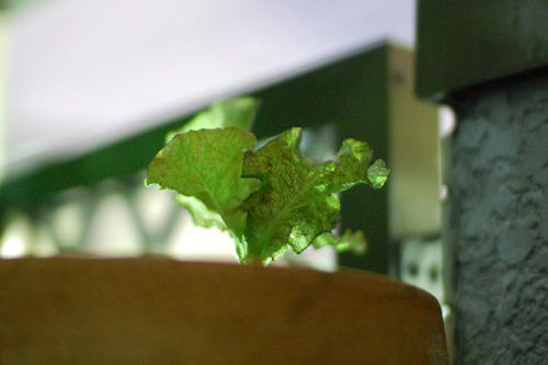 ベランダ菜園 