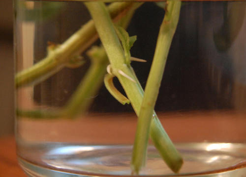 ベランダ菜園 