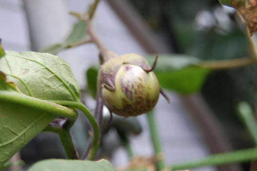 ベランダ菜園 