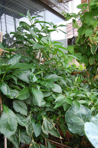 ベランダ菜園 