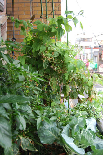 ベランダ菜園 
