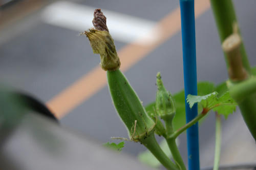 ベランダ菜園 