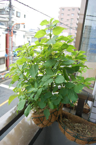 ベランダ菜園 