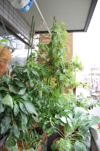 ベランダ菜園 