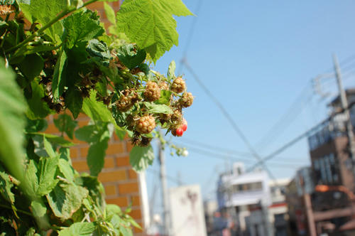 ベランダ菜園 