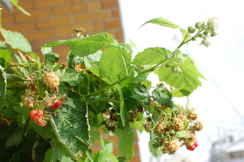 ベランダ菜園 
