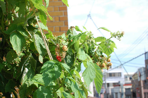 ベランダ菜園 