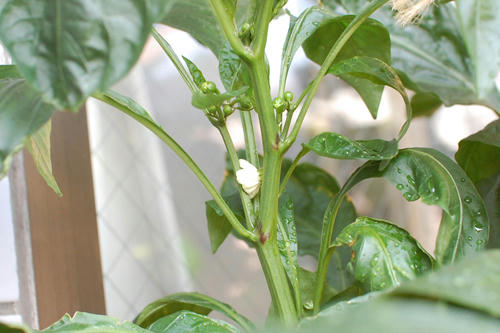 ベランダ菜園 