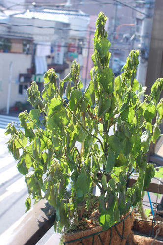 ベランダ菜園 