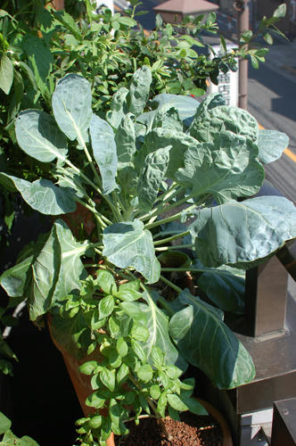 ベランダ菜園 