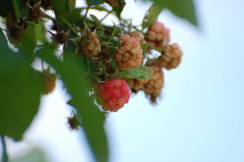 ベランダ菜園 