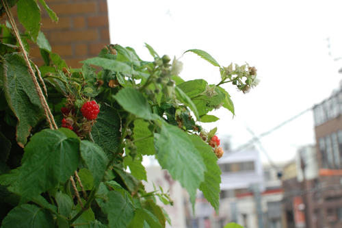 ベランダ菜園 
