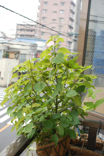 ベランダ菜園 