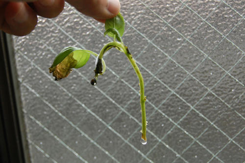 ベランダ菜園 