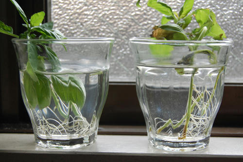 ベランダ菜園 