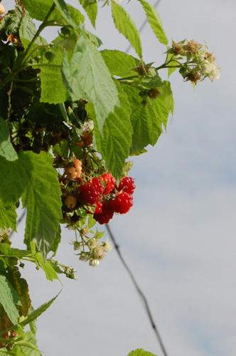 ベランダ菜園 