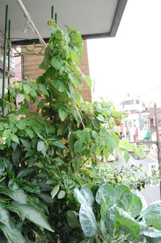 ベランダ菜園 