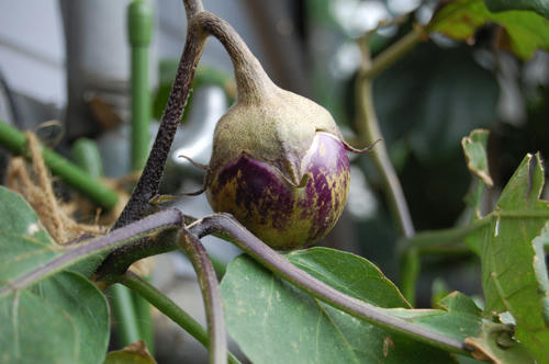 ベランダ菜園 