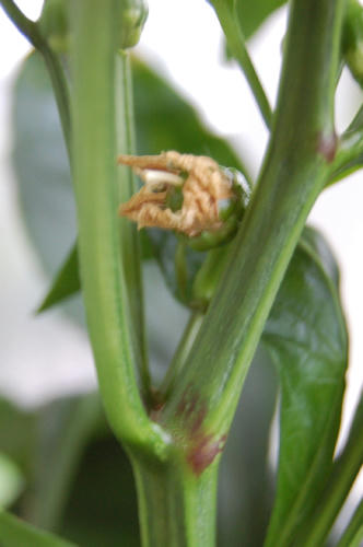 ベランダ菜園 