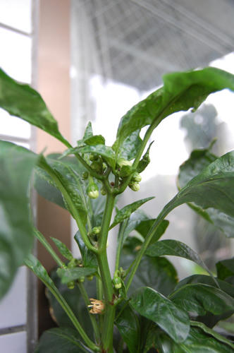 ベランダ菜園 