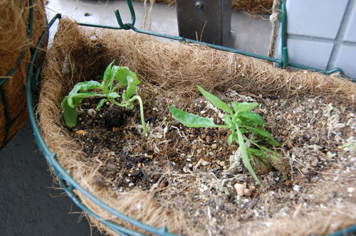 ベランダ菜園 