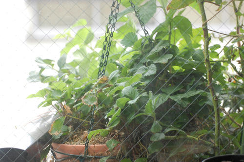 ベランダ菜園 
