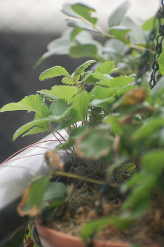 ベランダ菜園 