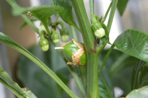 ベランダ菜園 