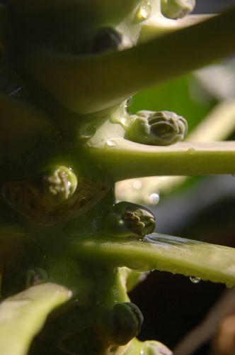 ベランダ菜園 