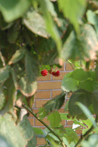 ベランダ菜園 