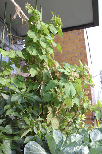 ベランダ菜園 