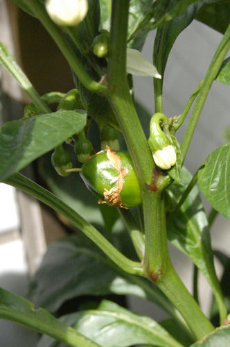 ベランダ菜園 
