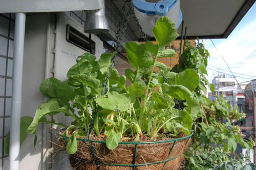 ベランダ菜園 