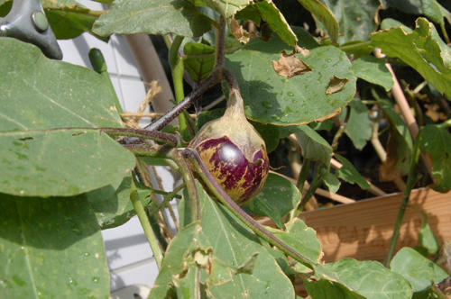 ベランダ菜園 