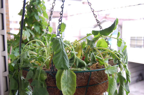 ベランダ菜園 