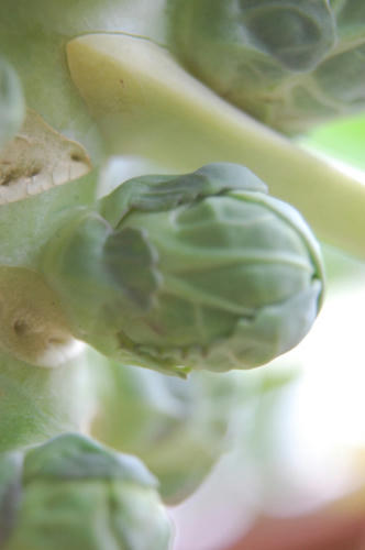 ベランダ菜園 