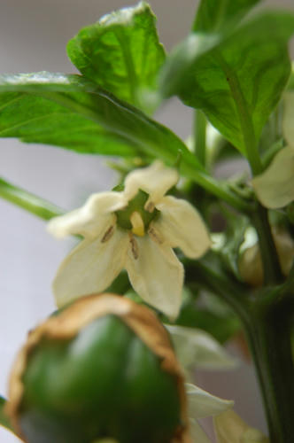 ベランダ菜園 