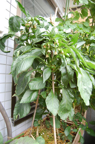 ベランダ菜園 