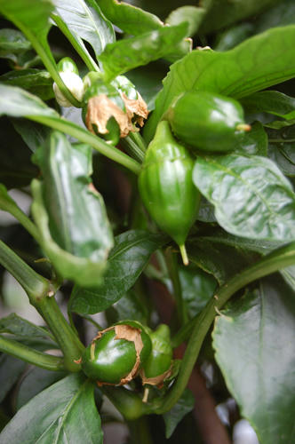 ベランダ菜園 