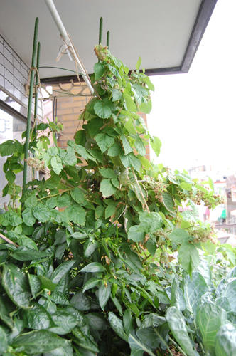 ベランダ菜園 