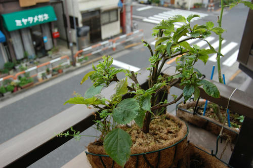 ベランダ菜園 